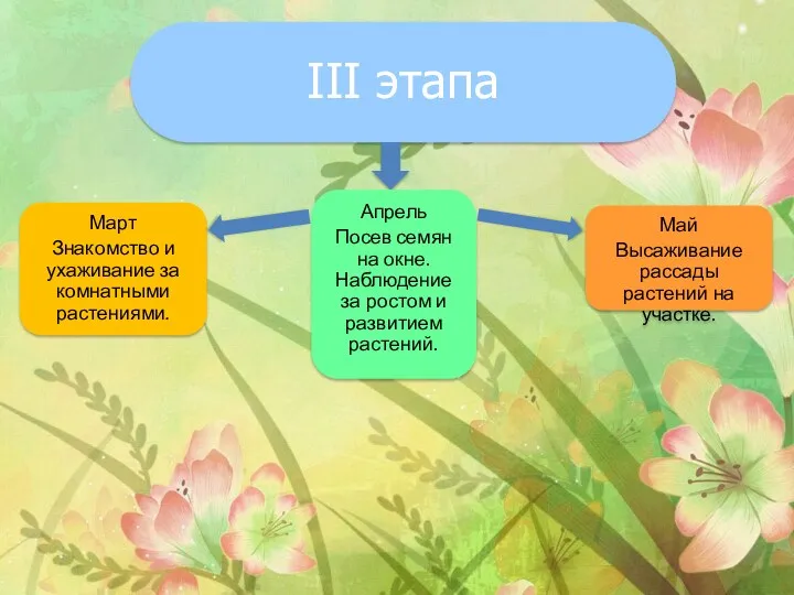 III этапа Март Знакомство и ухаживание за комнатными растениями. Апрель