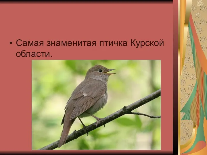 Самая знаменитая птичка Курской области.