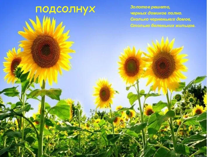 подсолнух Золотое решето, черных домиков полно. Сколько черненьких домов, Столько беленьких жильцов.