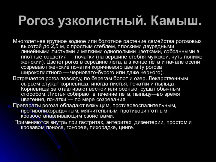 Рогоз узколистный. Камыш. Многолетнее крупное водное или болотное растение семейства рогозовых высотой до