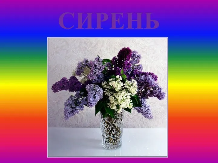 СИРЕНЬ