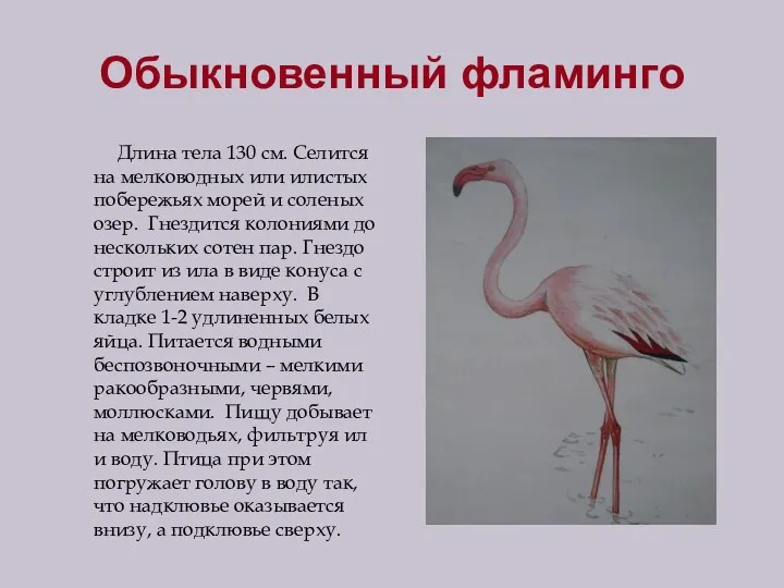 Обыкновенный фламинго Длина тела 130 см. Селится на мелководных или