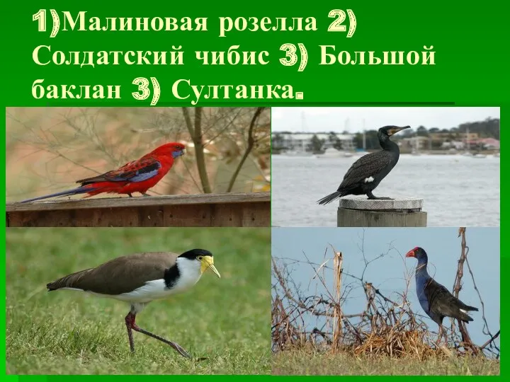 1)Малиновая розелла 2) Солдатский чибис 3) Большой баклан 3) Султанка.