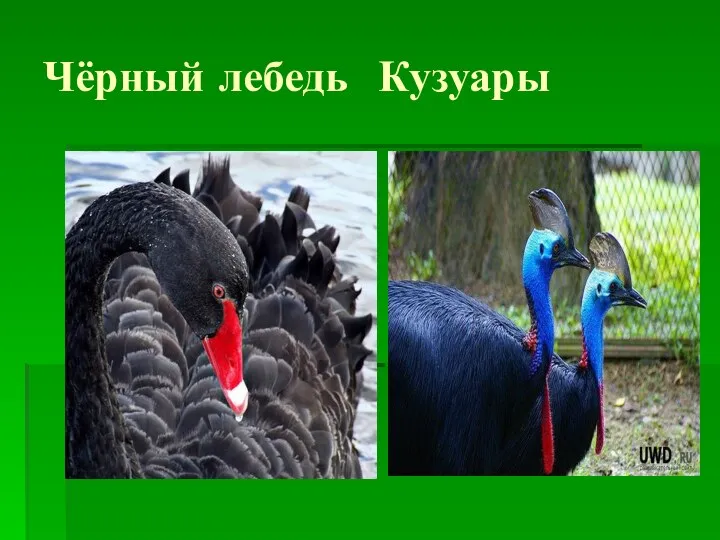 Чёрный лебедь Кузуары