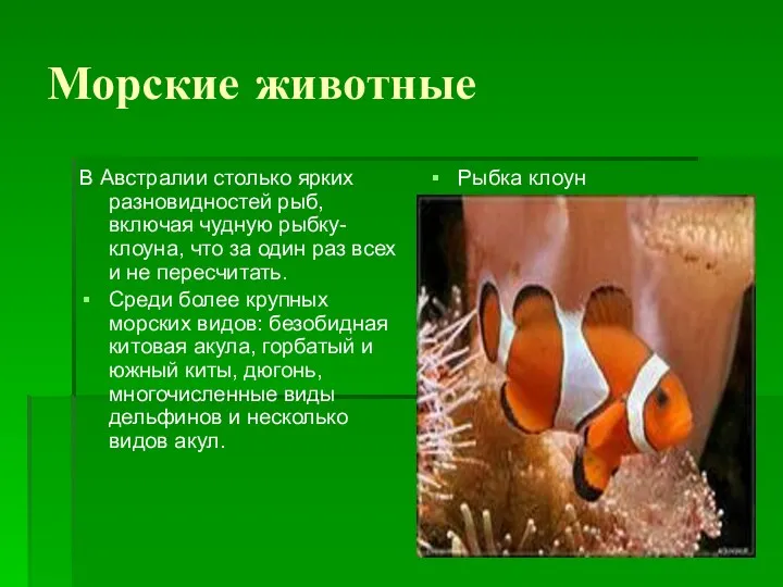 Морские животные В Австралии столько ярких разновидностей рыб, включая чудную