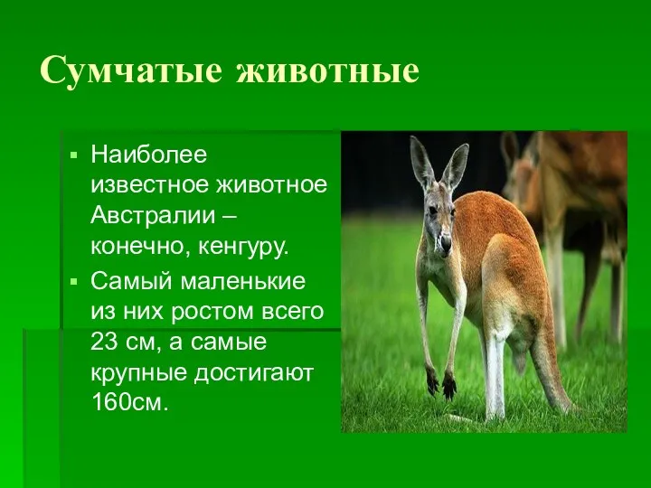 Сумчатые животные Наиболее известное животное Австралии – конечно, кенгуру. Самый