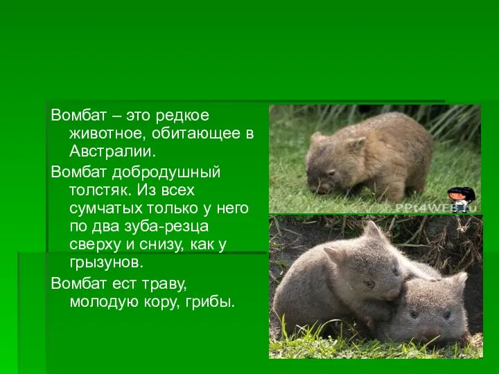 Вомбат – это редкое животное, обитающее в Австралии. Вомбат добродушный толстяк. Из всех