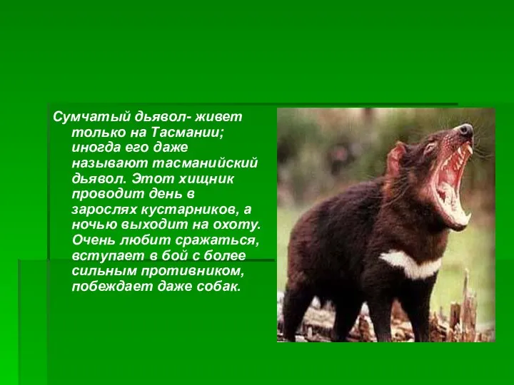 Сумчатый дьявол- живет только на Тасмании; иногда его даже называют тасманийский дьявол. Этот