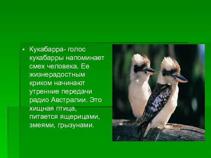 Кукабарра- голос кукабарры напоминает смех человека. Ее жизнерадостным криком начинают