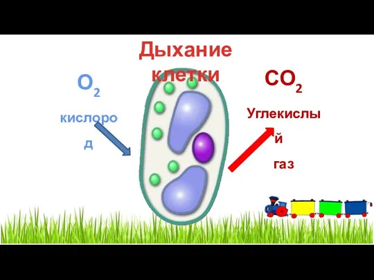 О2 кислород СО2 Углекислый газ Дыхание клетки