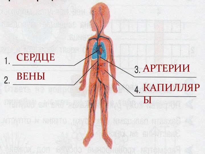 СЕРДЦЕ ВЕНЫ АРТЕРИИ КАПИЛЛЯРЫ