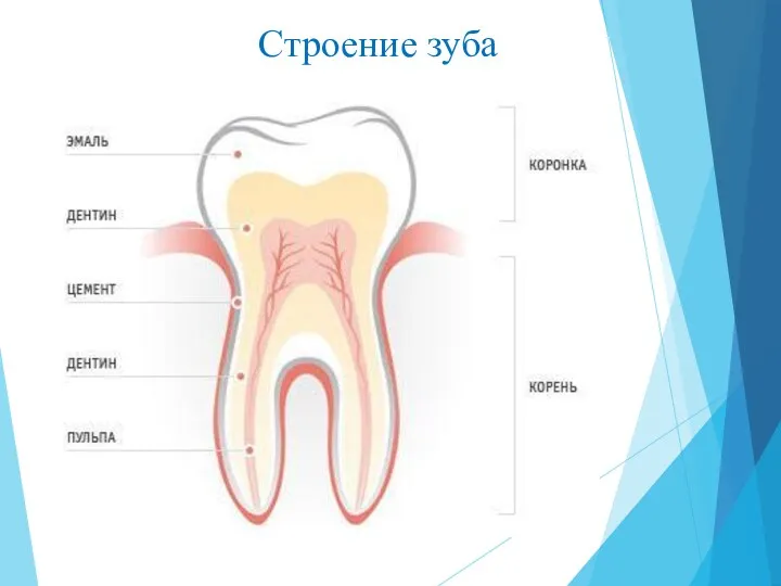 Строение зуба