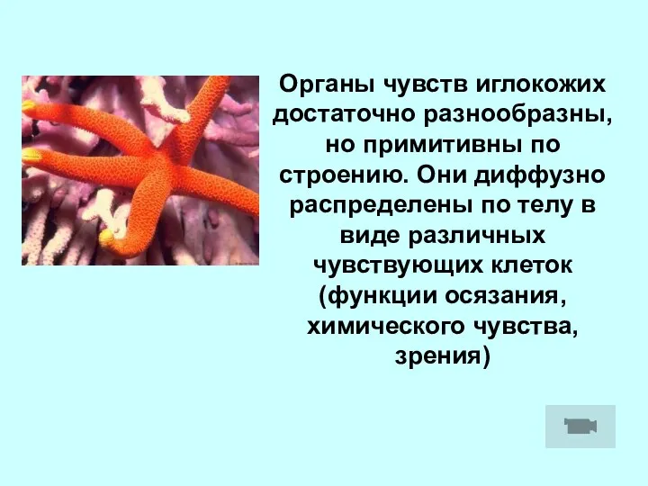 Органы чувств иглокожих достаточно разнообразны, но примитивны по строению. Они