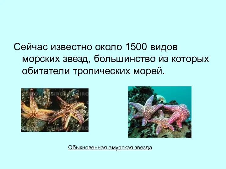 Сейчас известно около 1500 видов морских звезд, большинство из которых обитатели тропических морей. Обыкновенная амурская звезда