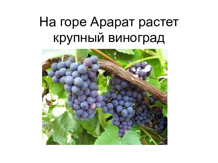 На горе Арарат растет крупный виноград