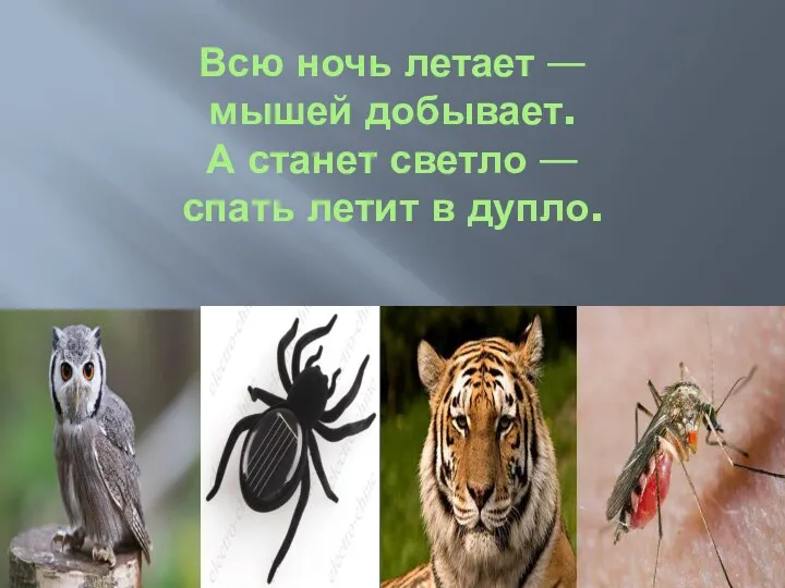 Всю ночь летает — мышей добывает. А станет светло — спать летит в дупло.