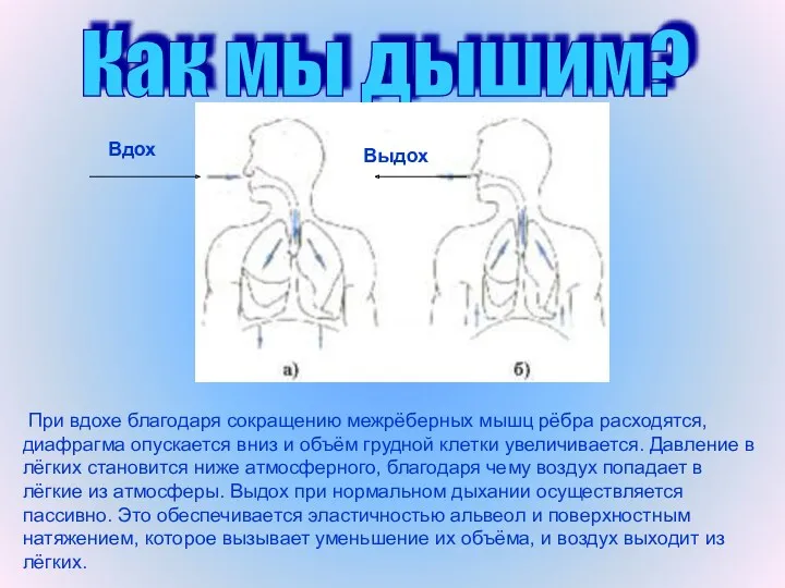 Как мы дышим? При вдохе благодаря сокращению межрёберных мышц рёбра