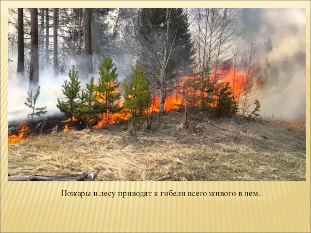 Пожары в лесу приводят к гибели всего живого в нем.