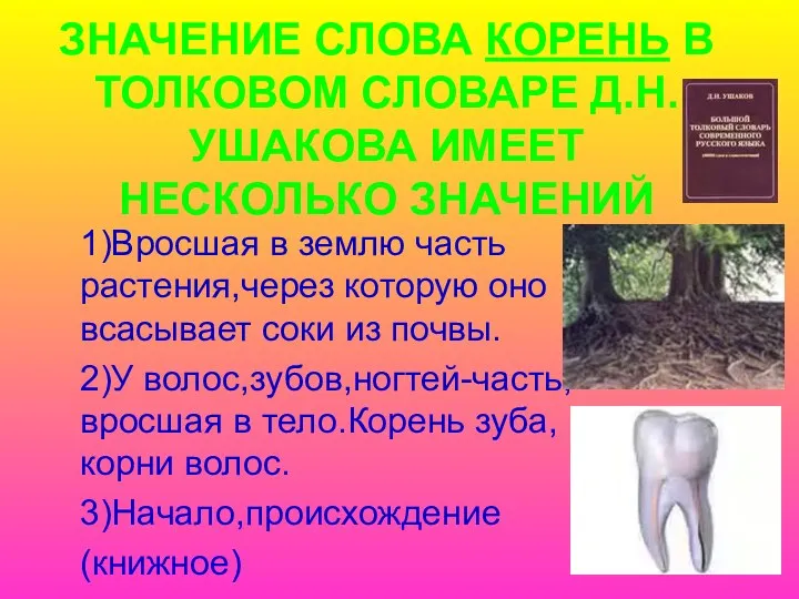 ЗНАЧЕНИЕ СЛОВА КОРЕНЬ В ТОЛКОВОМ СЛОВАРЕ Д.Н.УШАКОВА ИМЕЕТ НЕСКОЛЬКО ЗНАЧЕНИЙ