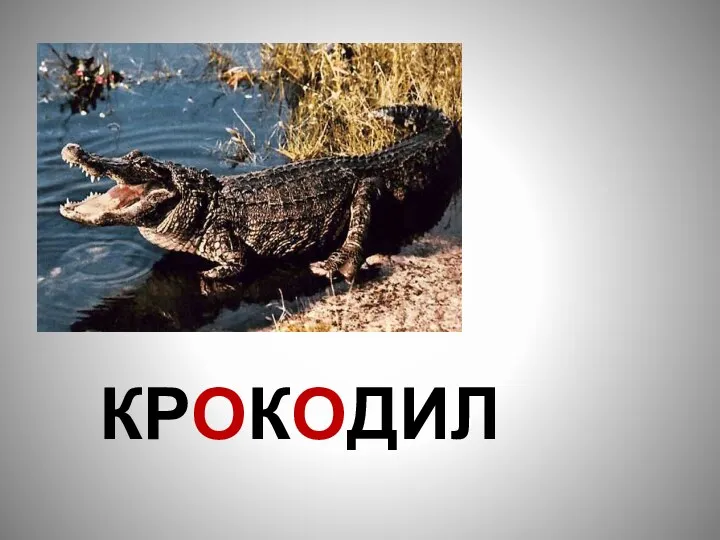 КРОКОДИЛ