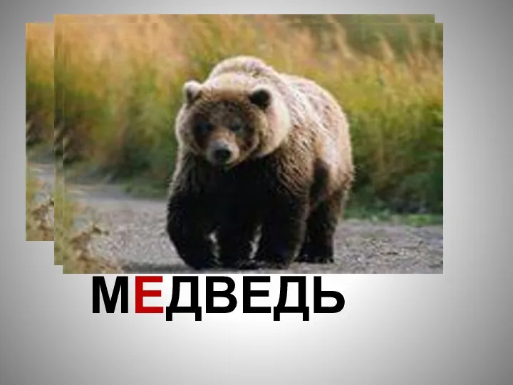 МЕДВЕДЬ