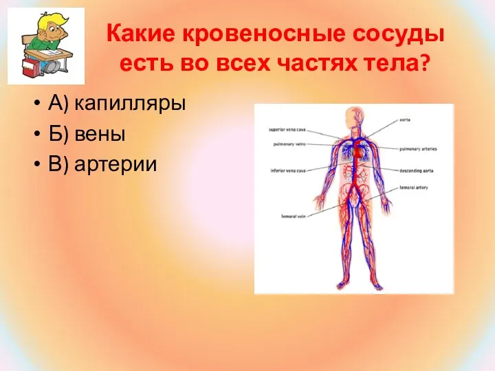 Какие кровеносные сосуды есть во всех частях тела? А) капилляры Б) вены В) артерии