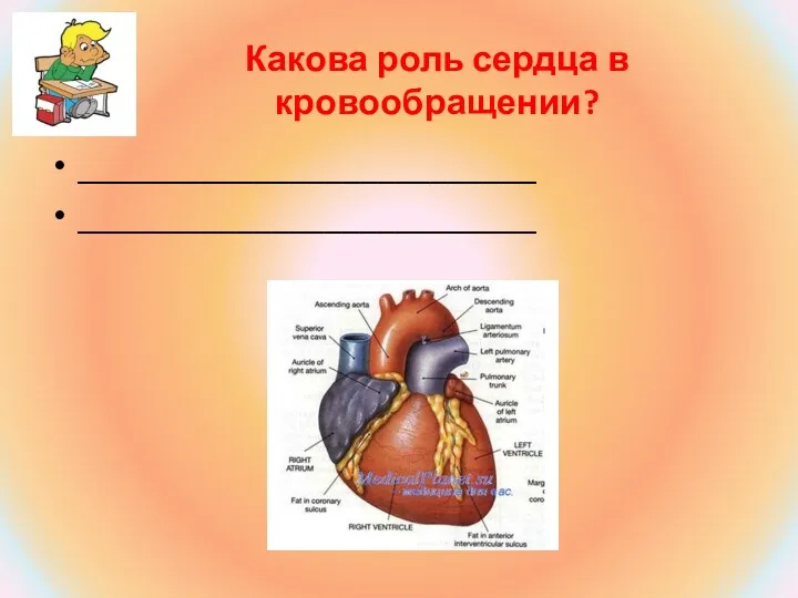 Какова роль сердца в кровообращении? __________________________ __________________________