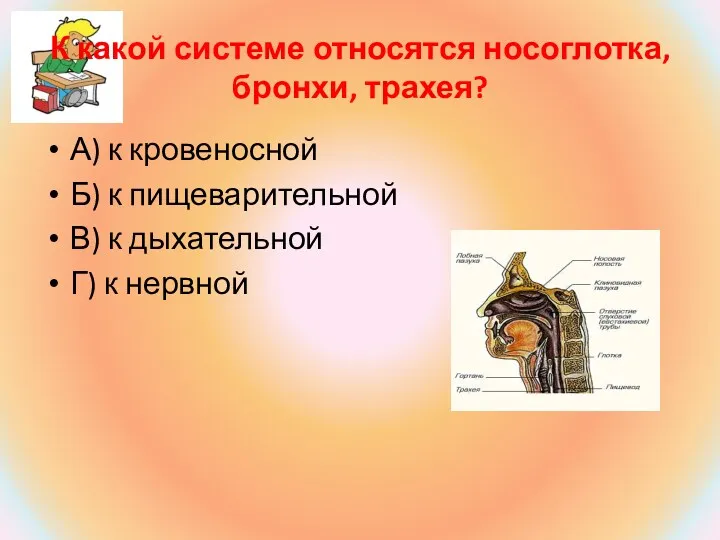 К какой системе относятся носоглотка, бронхи, трахея? А) к кровеносной