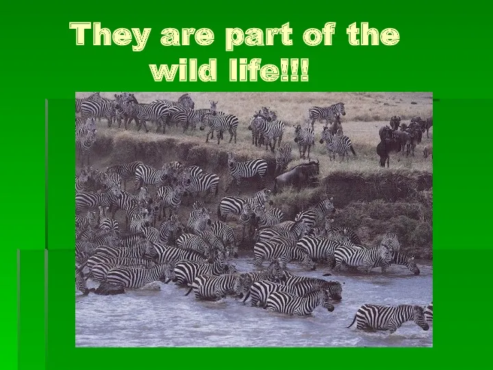 They are part of the wild life!!!