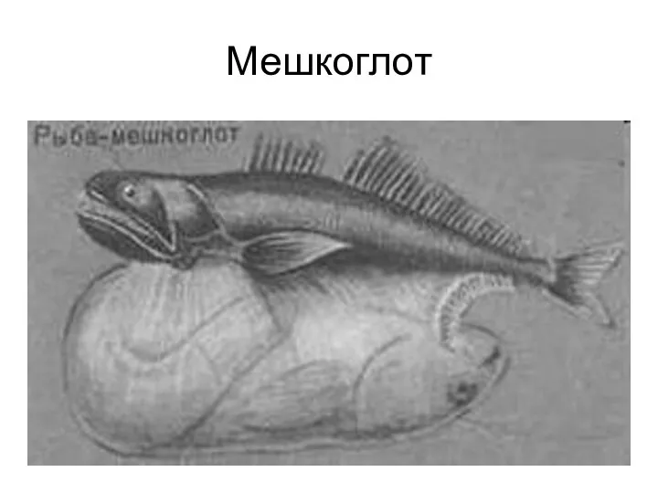 Мешкоглот