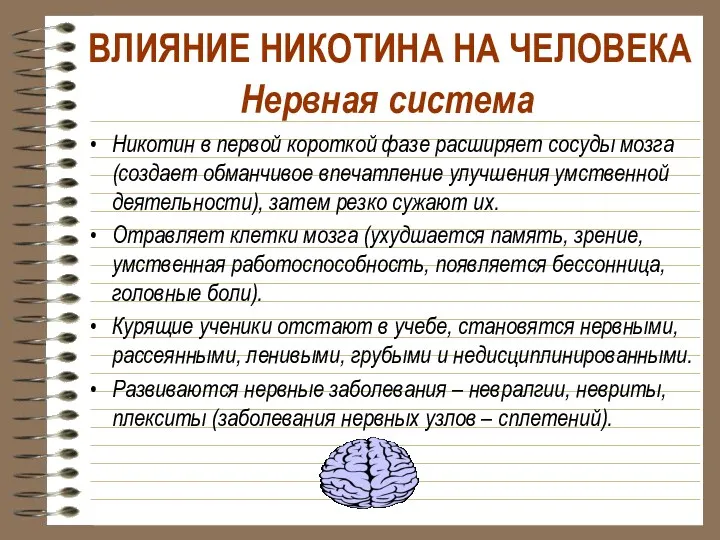 Нервная система Никотин в первой короткой фазе расширяет сосуды мозга