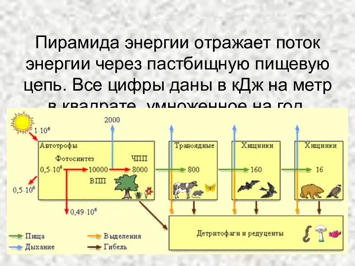 Пирамида энергии отражает поток энергии через пастбищную пищевую цепь. Все