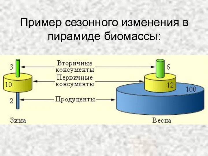 Пример сезонного изменения в пирамиде биомассы: