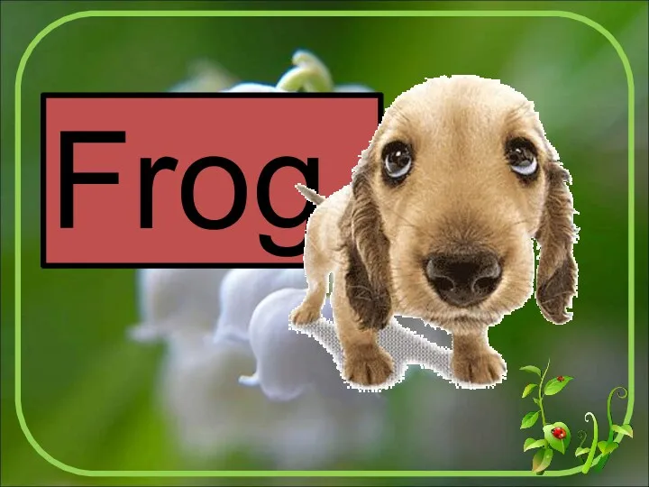 Frog