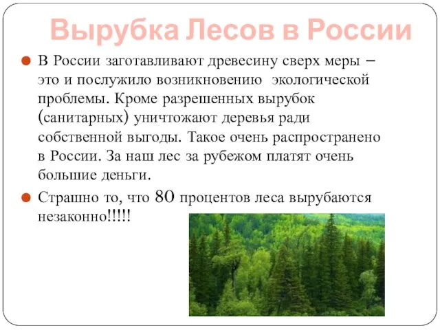 Вырубка Лесов в России В России заготавливают древесину сверх меры