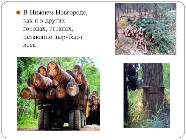 В Нижнем Новгороде, как и в других городах, странах, незаконно вырубают леса