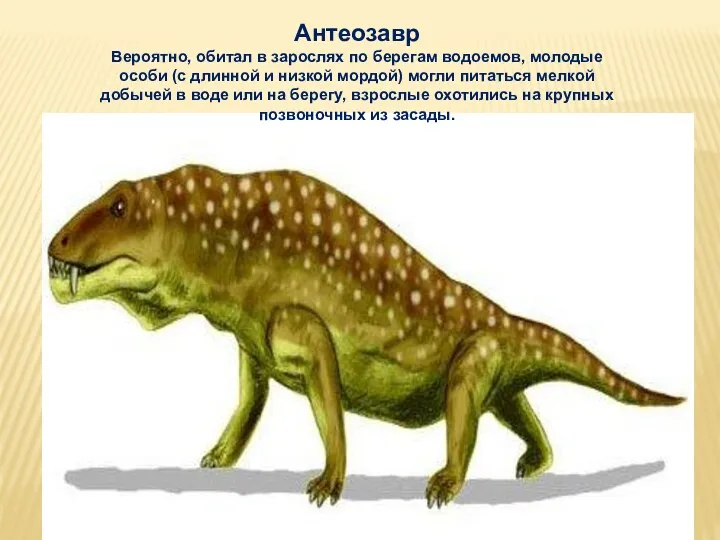 Антеозавр Вероятно, обитал в зарослях по берегам водоемов, молодые особи