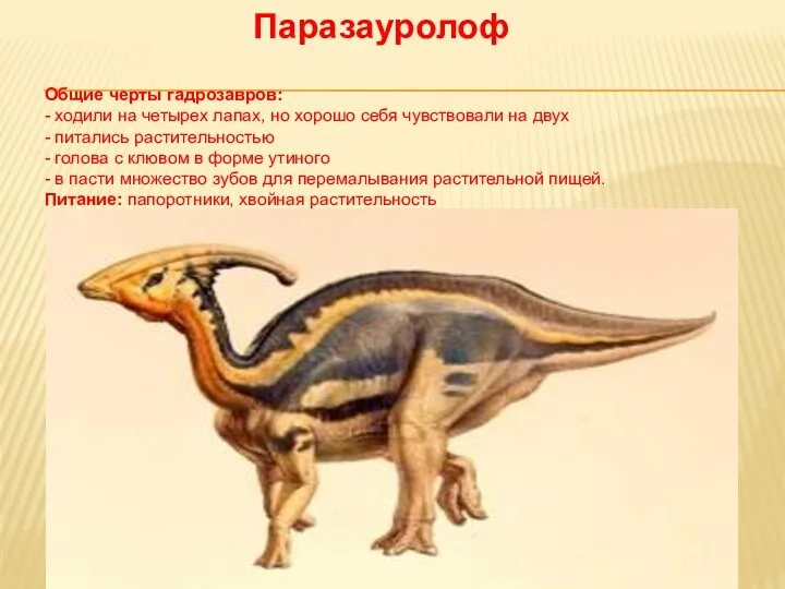 Паразауролоф Общие черты гадрозавров: - ходили на четырех лапах, но