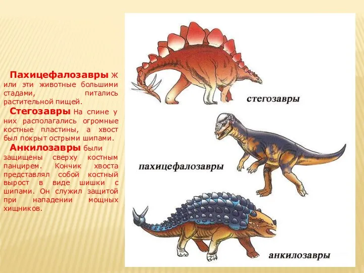 Пахицефалозавры Жили эти животные большими стадами, питались растительной пищей. Стегозавры