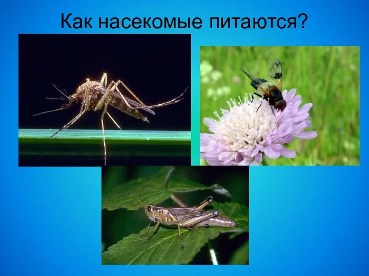 Как насекомые питаются?