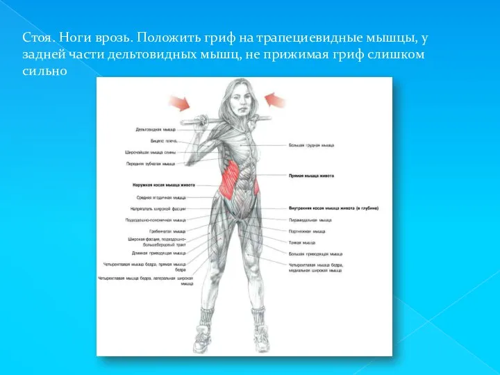 Стоя. Ноги врозь. Положить гриф на трапециевидные мышцы, у задней