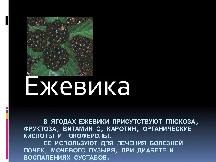 В ЯГОДАХ ЕЖЕВИКИ ПРИСУТСТВУЮТ ГЛЮКОЗА, ФРУКТОЗА, ВИТАМИН С, КАРОТИН, ОРГАНИЧЕСКИЕ КИСЛОТЫ И ТОКОФЕРОЛЫ.