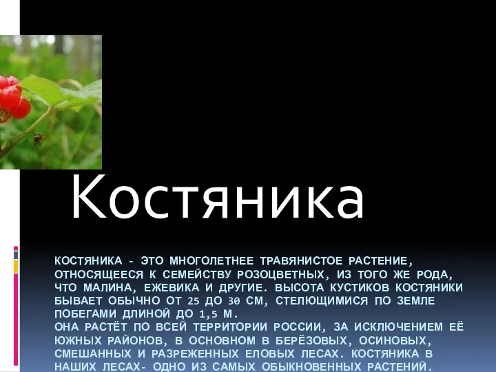 КОСТЯНИКА - ЭТО МНОГОЛЕТНЕЕ ТРАВЯНИСТОЕ РАСТЕНИЕ, ОТНОСЯЩЕЕСЯ К СЕМЕЙСТВУ РОЗОЦВЕТНЫХ, ИЗ ТОГО ЖЕ