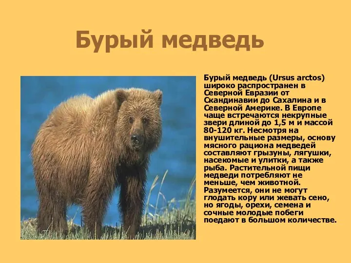 Бурый медведь Бурый медведь (Ursus arctos) широко распространен в Северной Евразии от Скандинавии