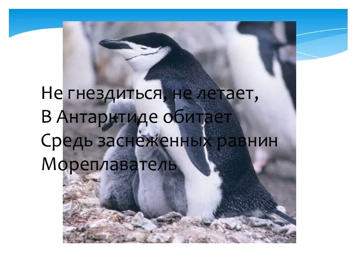 Не гнездиться, не летает, В Антарктиде обитает Средь заснеженных равнин Мореплаватель