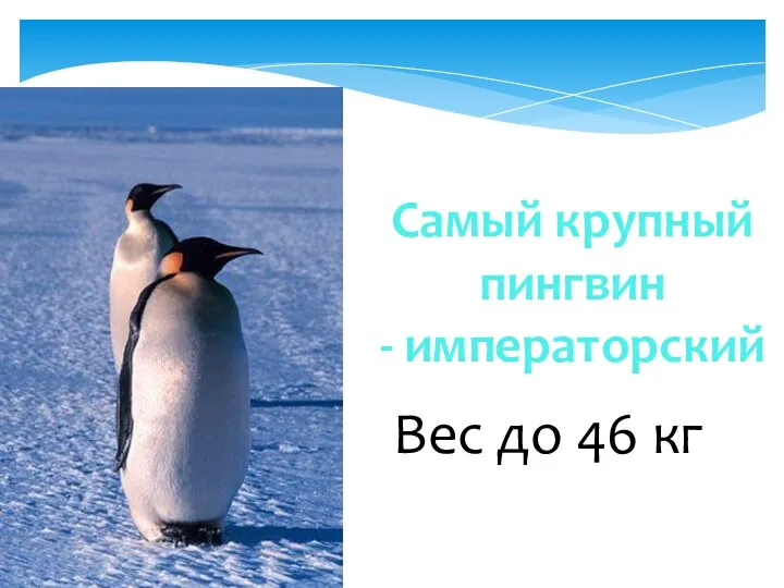 Самый крупный пингвин - императорский Вес до 46 кг