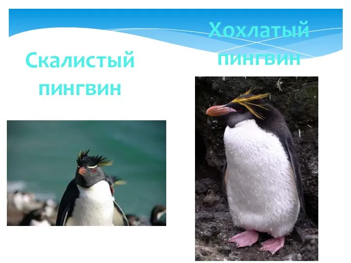 Скалистый пингвин Хохлатый пингвин