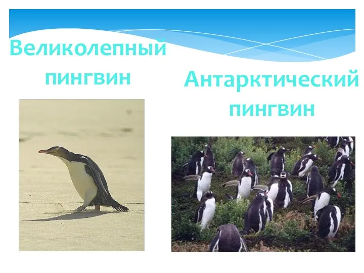 Великолепный пингвин Антарктический пингвин