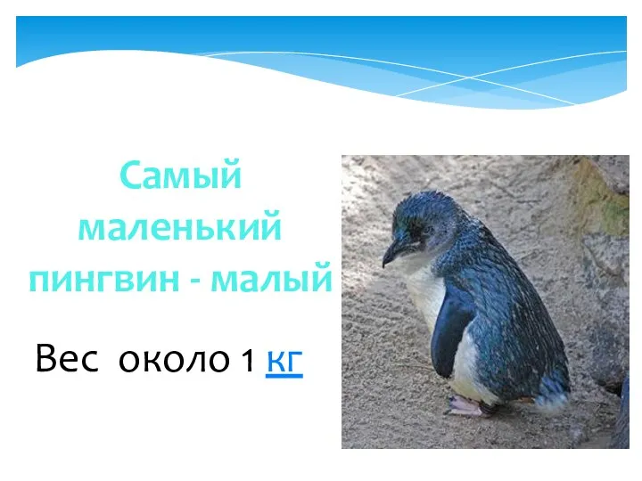Самый маленький пингвин - малый Вес около 1 кг