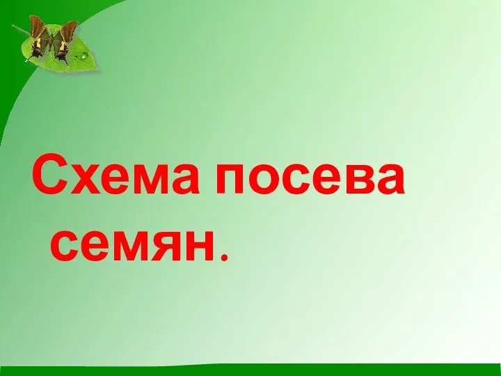 Схема посева семян.